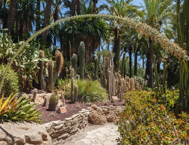 Tall cacti and palms along a path in Huerto del Cura