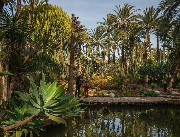 A pond framed by palms and agaves in Huerto del Cura